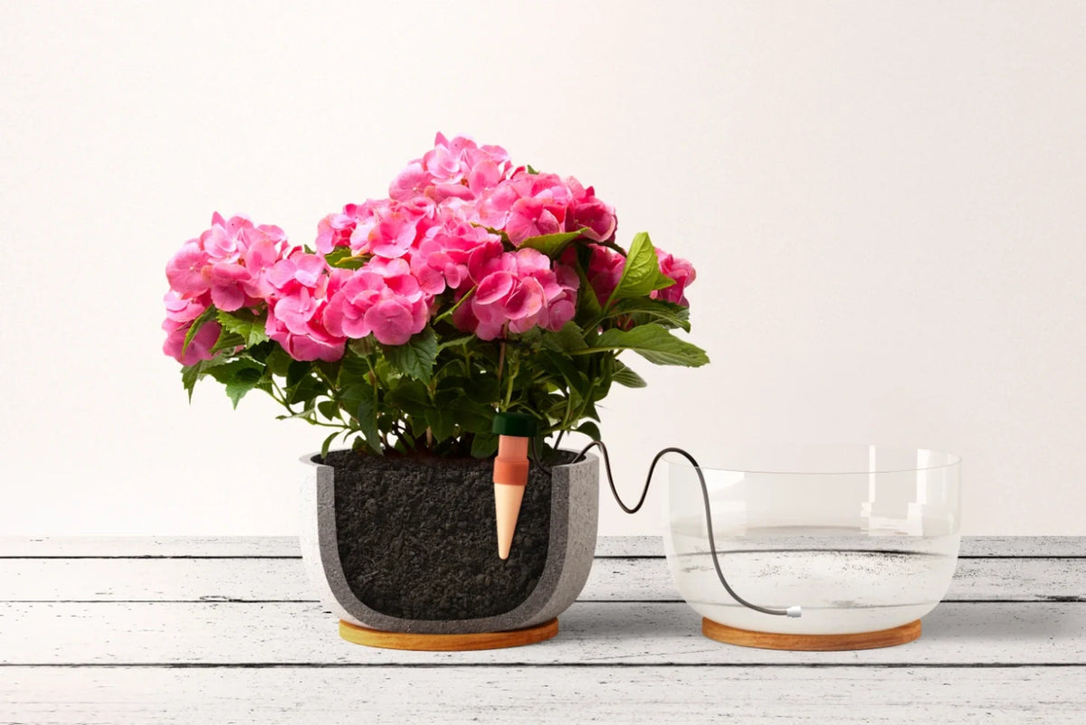 Travel This Summer <br>Without Worrying About Your Plants