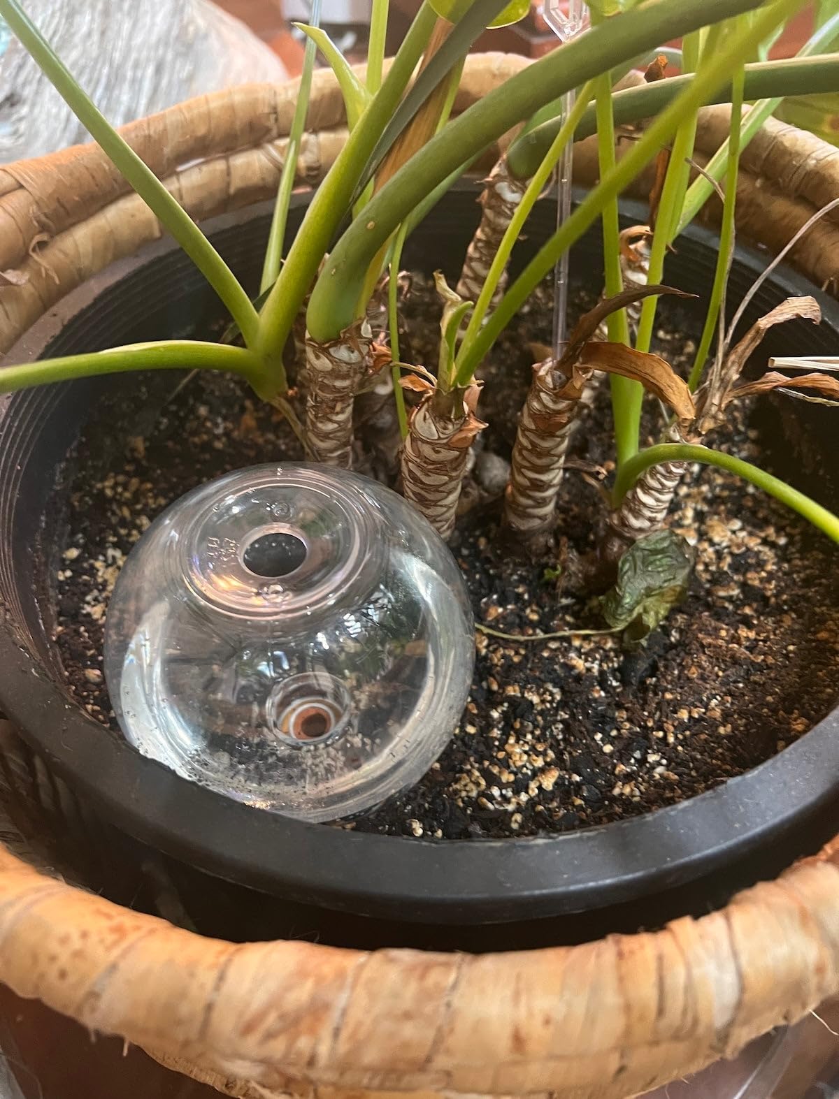 Plastic Globe with Blumat Bottle Adapter