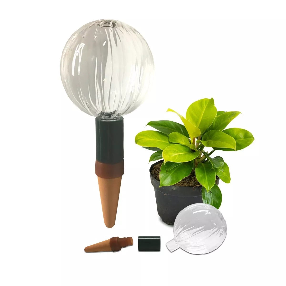 Glass Globe with Blumat Bottle Adapter